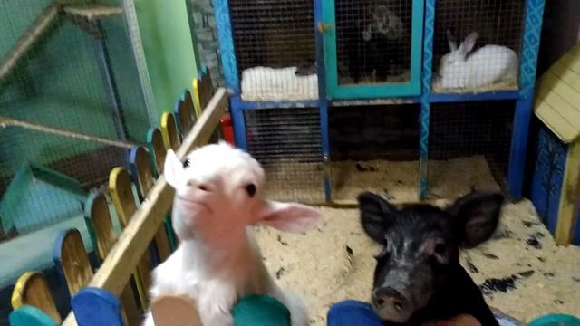 В контактном зоопарке / In the contact zoo смотреть онлайн