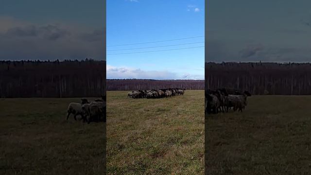 Осенний жжиппинк 2022. Это когда 200 метров едешь 2 дня) смотреть онлайн