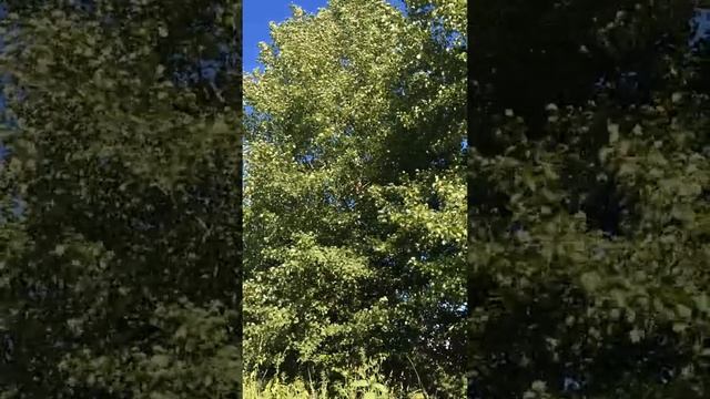 Ветер играет листьями дерева смотреть онлайн