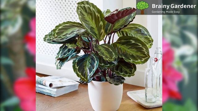Everything You Need To Know About Calathea Roseopicta Plant смотреть онлайн