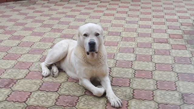 Алабай//добрый алабай// смотреть онлайн