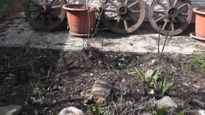 Что и как перезимовало в саду. Сад после зимы