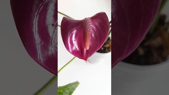 Антуриум Кавалли смотреть онлайн