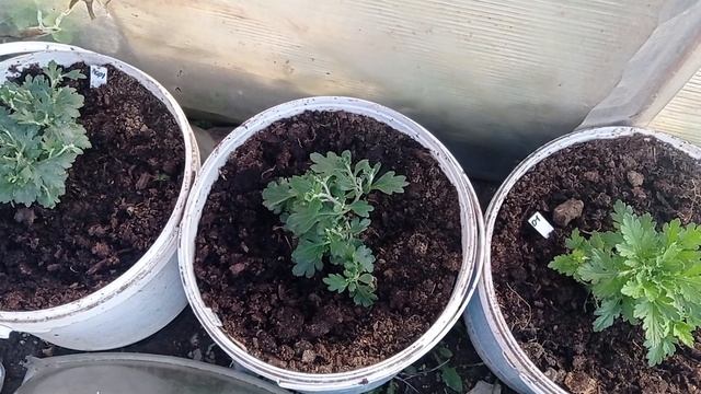 #ХРИЗАНТЕМА МУЛЬТИФЛОРА#ПОСАДКА,УХОД# смотреть онлайн