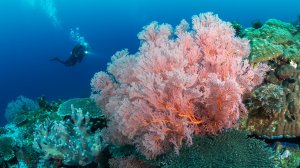 Шарм эль Шейх. Обитатели Красного моря - 4