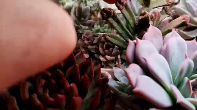 Суккуленты под лампами.Полтора месяца без улицы.Часть 2. смотреть онлайн