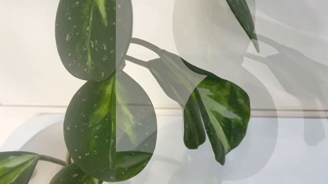 ХОЙИ❗️ разрешила им НЕ цвести?ВСЯ МОЯ КОЛЛЕКЦИЯ! хойя хойи