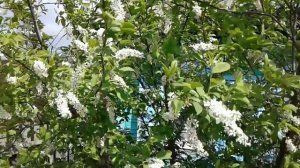 Футаж. Под окном черемуха колышется....