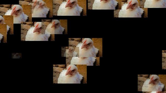 FUNNY CHICKEN DANCE ? | Leke Ke Kali Car Ghumenge | Chicken Song Complex 5 смотреть онлайн