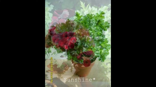 50. CandyFlower Dark Red캔디플라워 다크레드 (2012~2013)Pelargonium смотреть онлайн