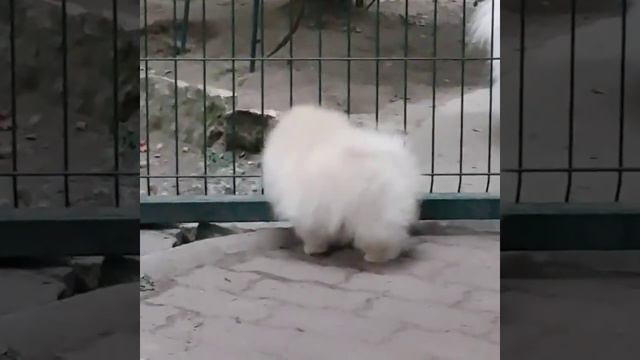 Померанский шпиц. Девочка оранж. Продается. смотреть онлайн