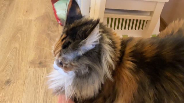 Кошка смешно подпевает,осталось станцевать и звезда готова😁 смотреть онлайн