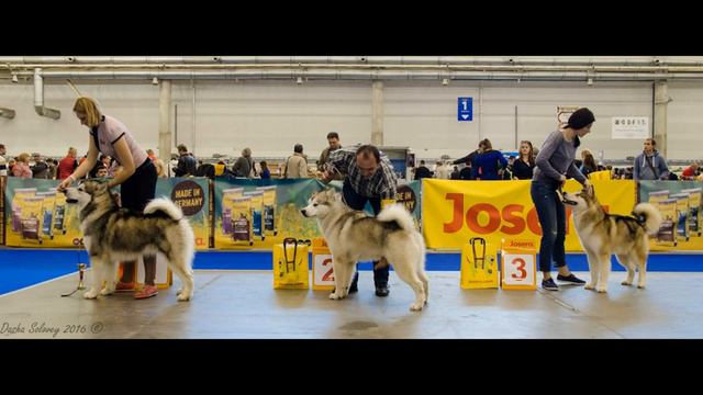 09.10.2016. 2 года Национальному Клубу Северных Ездовых Пород! смотреть онлайн
