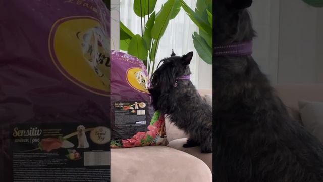 Корм Гранд Дог в Санкт Петербурге смотреть онлайн