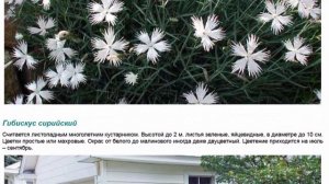 Цветы для песчаных почв