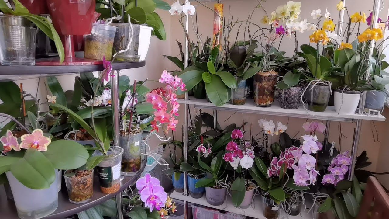 МОЙ Стеллаж. МНОООГО орхидей! смотреть онлайн