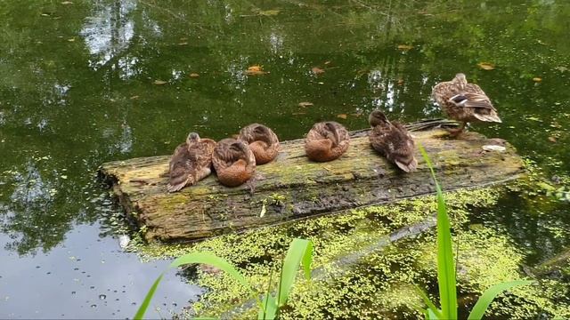 Усадьба Быково | VLOG • 21 смотреть онлайн