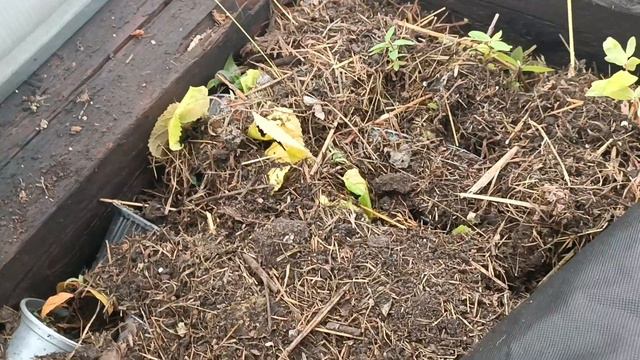 Чистим снег. Гортензии спят. Петуния и гвоздика цветёт. смотреть онлайн