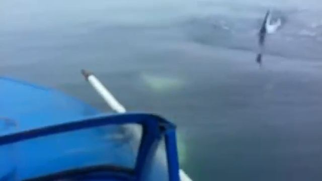 Вот это рыбка касатки смотреть онлайн