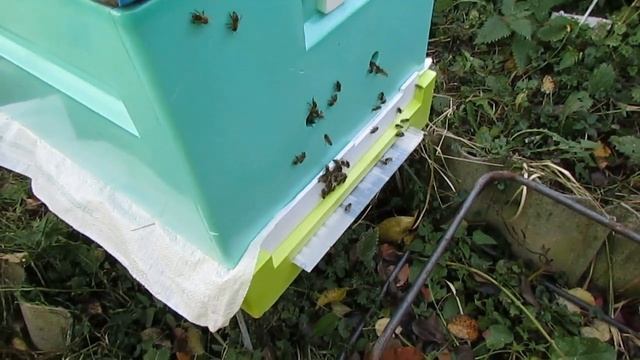 подготовка пчел к зиме - пересаживаю семью бакфаста из деревянного улья в улей Нижегородец