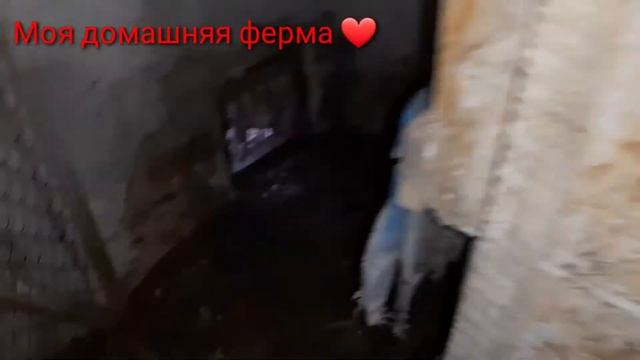 Самый лучший инкубатор для утят ???? смотреть онлайн