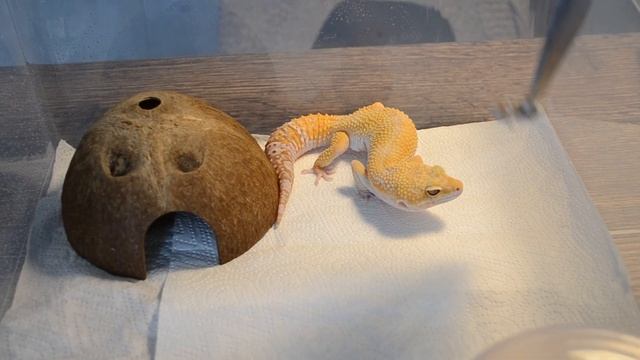 ЭУБЛЕФАРЫ/ кратко о том, что нужно для содержания