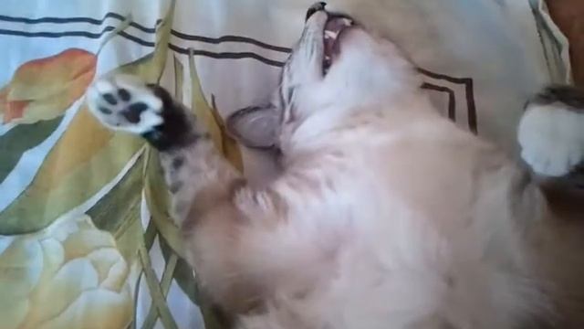 Крепкий сон кота-4. смотреть онлайн