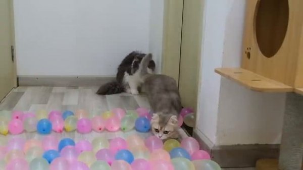 Funniest Animals 2023 ? New Funny Cats and Dogs ?? Part 5 (720p)