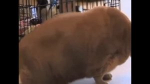 надо много кушать надо много спать