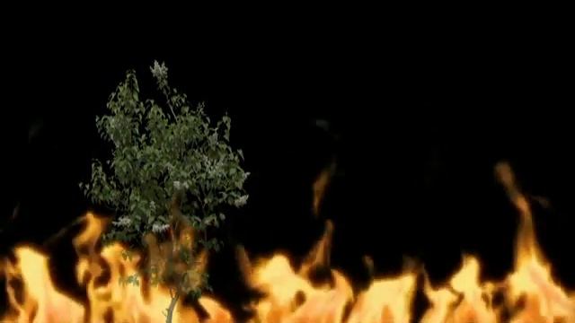 О Фокина "Черемуха" смотреть онлайн