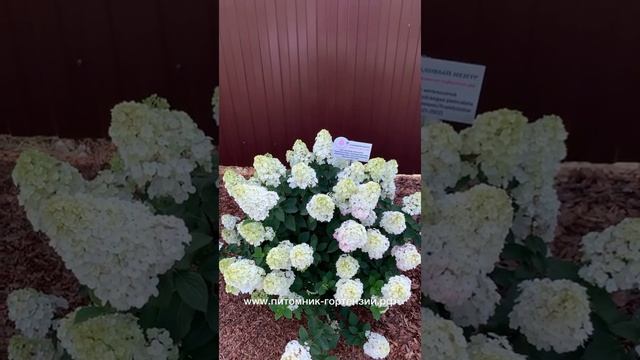 Гортензия метельчатая Хит/Exlusive Самарская Лидия Rensam/Framboisine