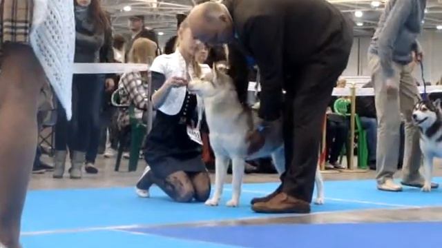 Суки Юниоры+сравнение на ЛЮ смотреть онлайн