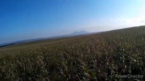 Охота на перепела №5