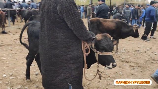 ТЕЗКОР ВИДЕО....! N: 2 смотреть онлайн