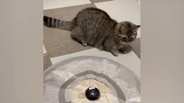 Самые смешные животные Приколы с котами и собаками 2022 смешное видео, приколы, смотреть онлайн смотреть онлайн