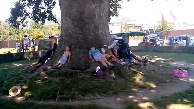 Тюльпановое дерево.Головинка . Ритуал смотреть онлайн