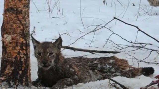 Люди спасают попавших в беду диких животных смотреть онлайн
