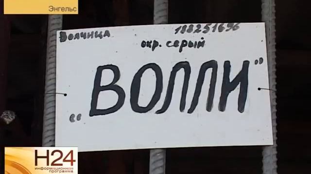 В Энгельсе кинологи скрестили самца немецкой овчарки и волчицу смотреть онлайн