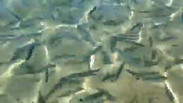 Сардиния Эрика смотреть онлайн