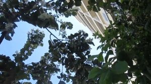 Орхидейное дерево Баухиния. Описание, как вырастить Баухинию из семян