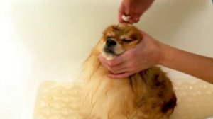 Как отмыть слёзные дорожки у шпица?