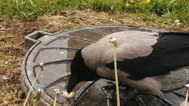 Ворона, яйцо и одуванчик \ Hooded crow, quail egg and dandelion смотреть онлайн