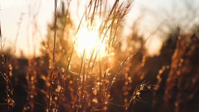 Окунитесь в волшебный мир звуков природы.. смотреть онлайн