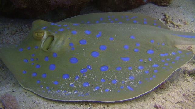 Safaga Red Sea  - Красное Море Сафага, (с) Солнечный Океан