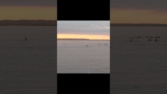 Красиво плывут!