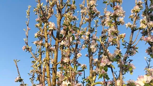 Деревья цветут / Весна 2023 смотреть онлайн