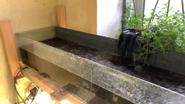 Высаживаю эхинодорусы в садовую землю! Тепличный аквариум смотреть онлайн