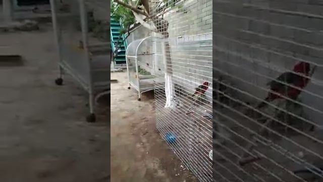 попугай пенантовая розелла и разные певчие птицы 23.04.2020г. смотреть онлайн