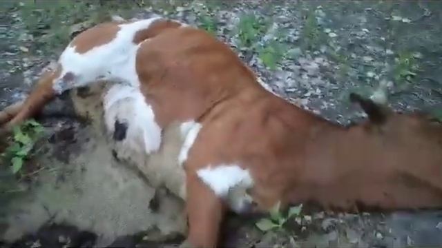 22.07.2023 Не Приволжский район АО, а сплошной скотомогильник смотреть онлайн