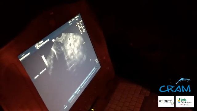 Puesta de nido en Vila-Seca смотреть онлайн